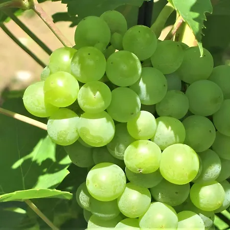 Mergl's Apartamento *